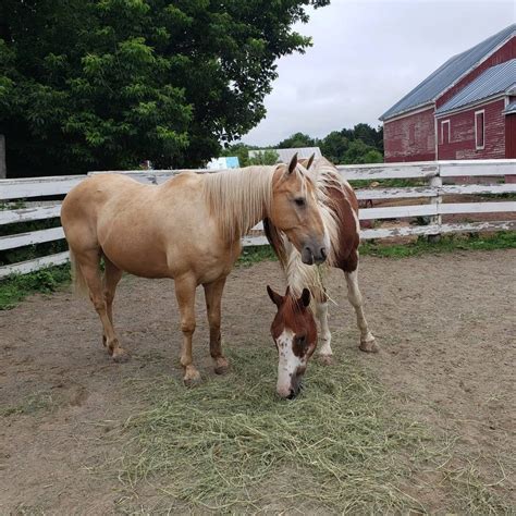 Horse lease near me - There’s not always a lease fee on shared leases, and if there is, it’s usually much less than on a full lease. For a full lease, the lease fee is most often about 25–30% of the horse’s entire perceived value paid annually. So, for a horse worth $10,000, you can expect a lease fee of around $2,500 yearly.